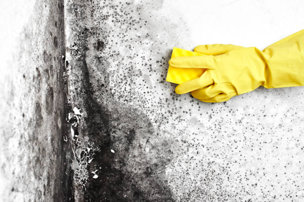 Best Mold Documentation for Insurance Claims  in Old Greenwich, CT