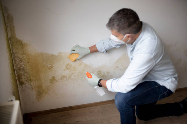Professional Mold Removal in Old Greenwich, CT