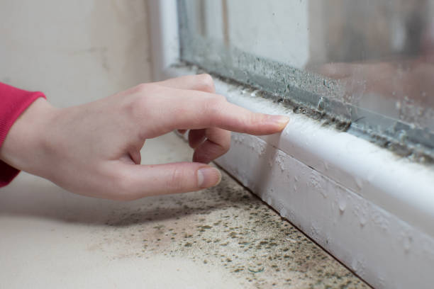 Best Forensic Mold Investigation  in Old Greenwich, CT