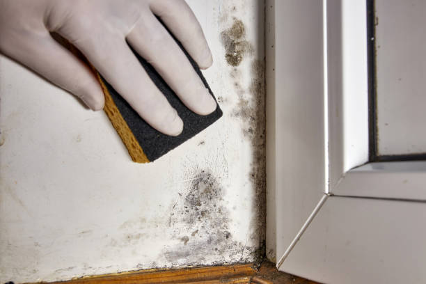 Best Mold Prevention Services  in Old Greenwich, CT