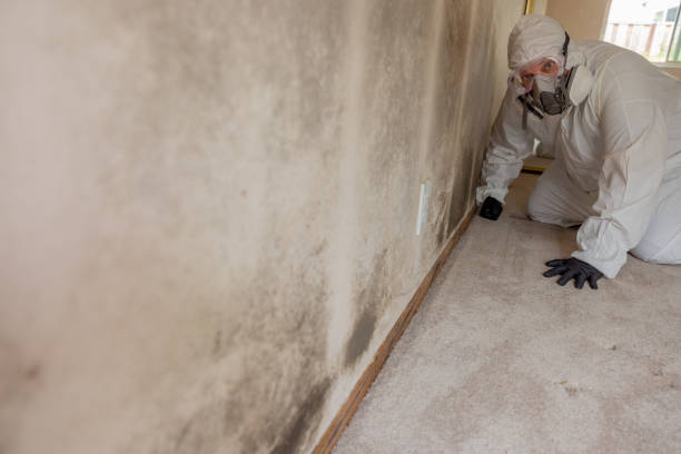 Best Biohazard Mold Removal  in Old Greenwich, CT